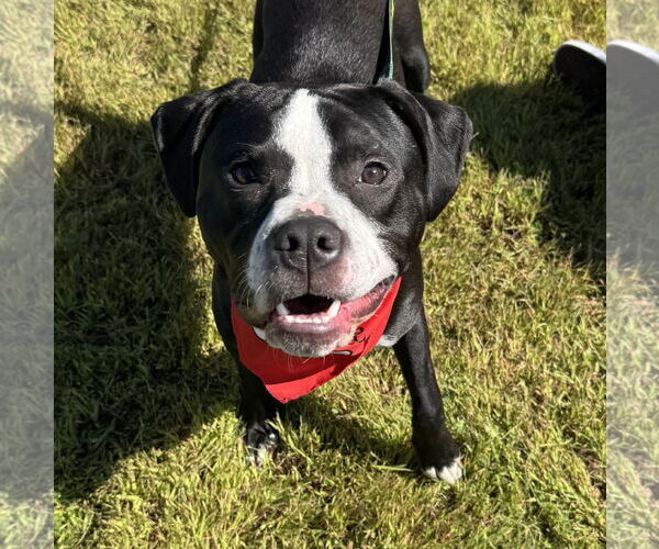 Medium Photo #2 Boxer-Unknown Mix Puppy For Sale in Brooklyn Center, MN, USA