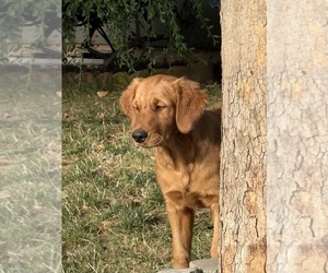 Medium Golden Retriever