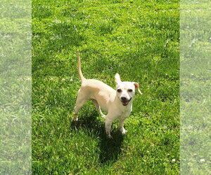 Medium Chihuahua Mix