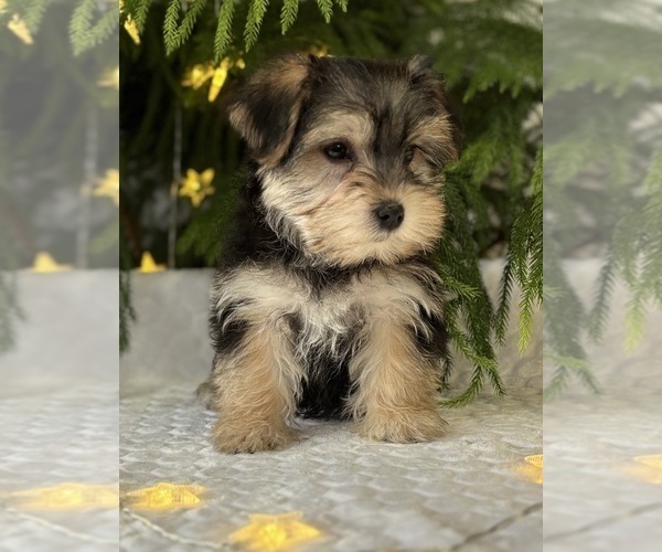 Medium Photo #5 Morkie Puppy For Sale in ROCK STREAM, NY, USA