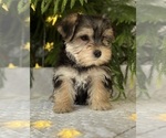 Small #4 Morkie