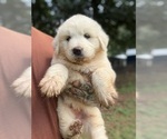 Small #1 Great Pyrenees