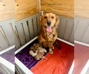 Mother of the Golden Retriever puppies born on 04/22/2025