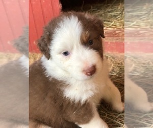 Australian Shepherd Puppy for sale in ROCK SPRING, GA, USA