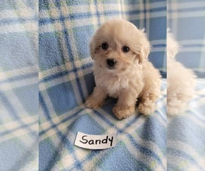 Maltipoo Puppy for Sale in HOPKINSVILLE, Kentucky USA