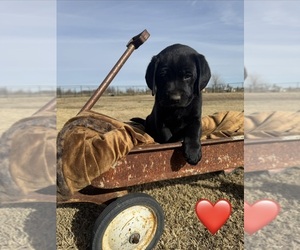 Medium Labrador Retriever