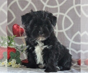 Morkie Puppy for sale in GORDONVILLE, PA, USA