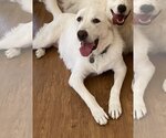 Small Photo #4 Great Pyrenees Puppy For Sale in Garland, TX, USA