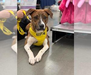 Plott Hound-Unknown Mix Dogs for adoption in Palmetto, FL, USA