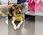 Small Plott Hound Mix