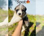 Small Photo #2 Australian Shepherd Puppy For Sale in COOKEVILLE, TN, USA