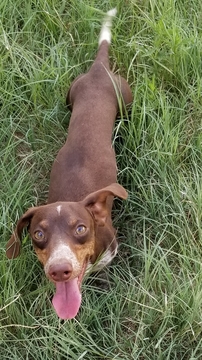 Medium Photo #1 Dachshund Puppy For Sale in BRYAN, TX, USA