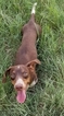 Small Photo #1 Dachshund Puppy For Sale in BRYAN, TX, USA