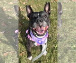 Small #5 American Pit Bull Terrier Mix