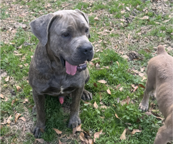 Medium Photo #1 Cane Corso Puppy For Sale in DOTHAN, AL, USA