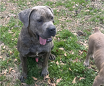 Small Photo #1 Cane Corso Puppy For Sale in DOTHAN, AL, USA