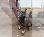 Small #13 German Shepherd Dog
