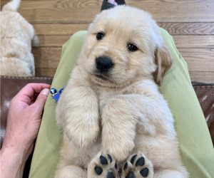 Golden Retriever Puppy for sale in WOODSIDE, CA, USA