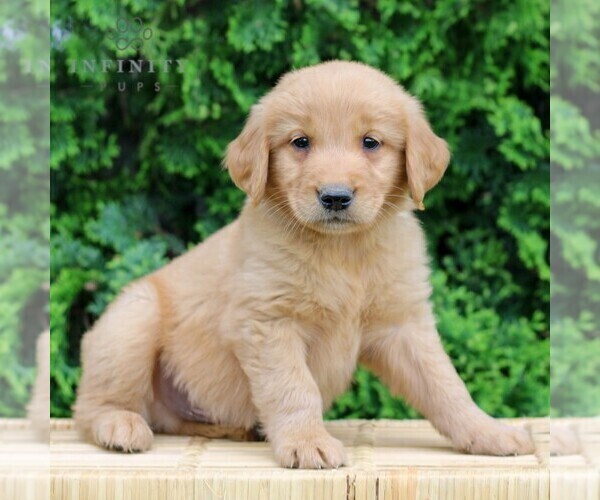 Medium Photo #1 Golden Retriever Puppy For Sale in LITITZ, PA, USA