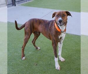 Plott Hound-Unknown Mix Dogs for adoption in Waco, TX, USA