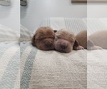 Small #1 Golden Retriever