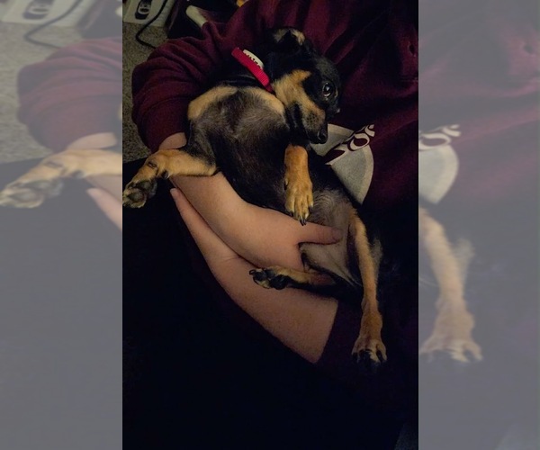 Medium Photo #3 Chipin Puppy For Sale in Shermans Dale, PA, USA