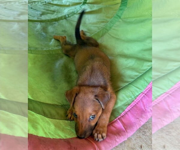Medium Photo #2 Golden Labrador Puppy For Sale in Lakewood, CO, USA