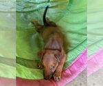 Small #1 Golden Labrador