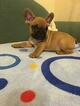 Small Photo #13 French Bulldog Puppy For Sale in BAY VIEW, WI, USA