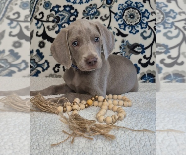 Medium Photo #7 Weimaraner Puppy For Sale in LEWISBURG, KY, USA