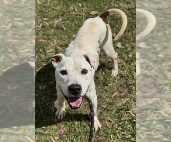 Medium Photo #2 American Staffordshire Terrier Puppy For Sale in Fort Lauderdale, FL, USA