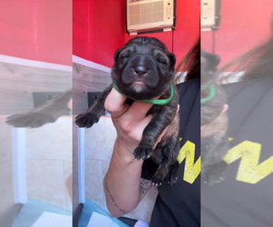 Medium German Shepherd Dog