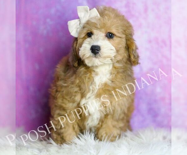 Medium Photo #46 Poodle (Miniature) Puppy For Sale in WARSAW, IN, USA
