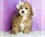 Small Photo #46 Poodle (Miniature) Puppy For Sale in WARSAW, IN, USA