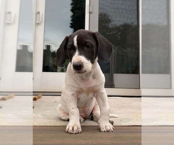 Medium Photo #10 Basset Hound-Unknown Mix Puppy For Sale in New York, NY, USA