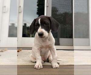 Dolly (GA) - Female Basset Hound-Unknown Mix Dog for Adoption - Photo #10
