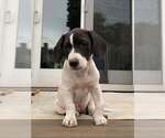 Small Photo #10 Basset Hound-Unknown Mix Puppy For Sale in New York, NY, USA