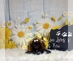 Small #4 ShihPoo