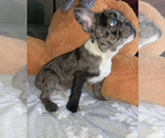 Small Photo #1 French Bulldog Puppy For Sale in HIGHLAND MILLS, NY, USA