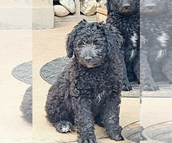 Medium Photo #1 Labradoodle Puppy For Sale in THORNTON, CO, USA