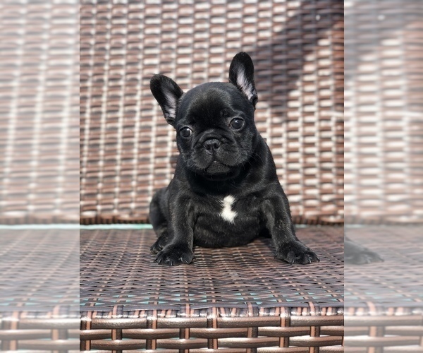 Medium Photo #1 French Bulldog Puppy For Sale in MENTONE, CA, USA