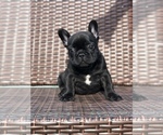 Small Photo #1 French Bulldog Puppy For Sale in MENTONE, CA, USA