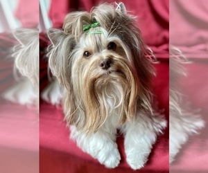 Father of the Yorkshire Terrier puppies born on 10/13/2025