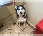 Small Siberian Husky
