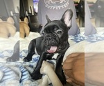 Puppy 1 French Bulldog