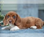 Small Photo #9 Dachshund Puppy For Sale in ELIZABETHTOWN, PA, USA