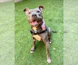 RYAN - Male Mutt Dog for Adoption - Photo #2