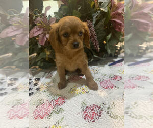 Affenpoo-Cavalier King Charles Spaniel Mix Puppy for sale in MOUNT CLEMENS, MI, USA