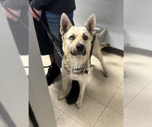 German Shepherd Dog Dogs for adoption in Stockton, CA, USA