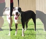Small #1 American Pit Bull Terrier-Great Dane Mix